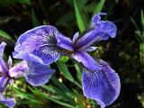 Iris setosa
